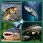 🎣 Plovoucí rybářský háček s vysokou vztlakovostí – Přirozeně plave, okamžitě kouše! 🐟💧 Udržuje návnadu v ideální hloubce – více záběrů, méně čekání. 🔴⚡